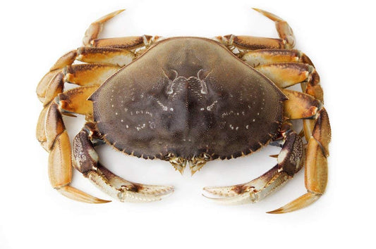 Dungeness Crab